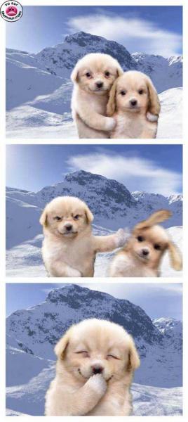 chien